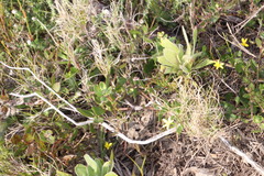 Osteospermum ciliatum