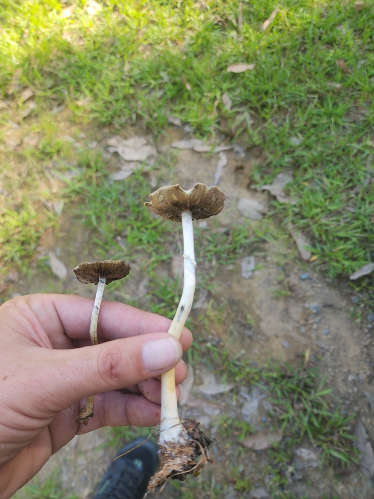 Psilocybe cubensis · March 2025 · photo: © rotceh_dnih (iNaturalist, cc-by)