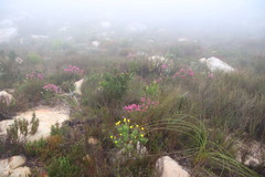 Erica abietina constantiana
