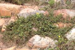 Osteospermum ciliatum