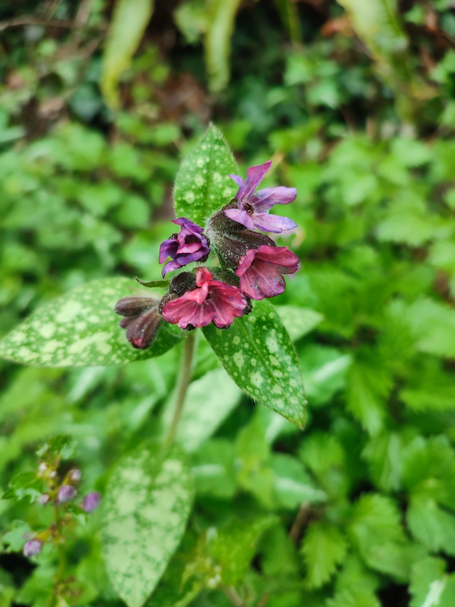Pulmonaria Affinis (Pulmonaria affinis)