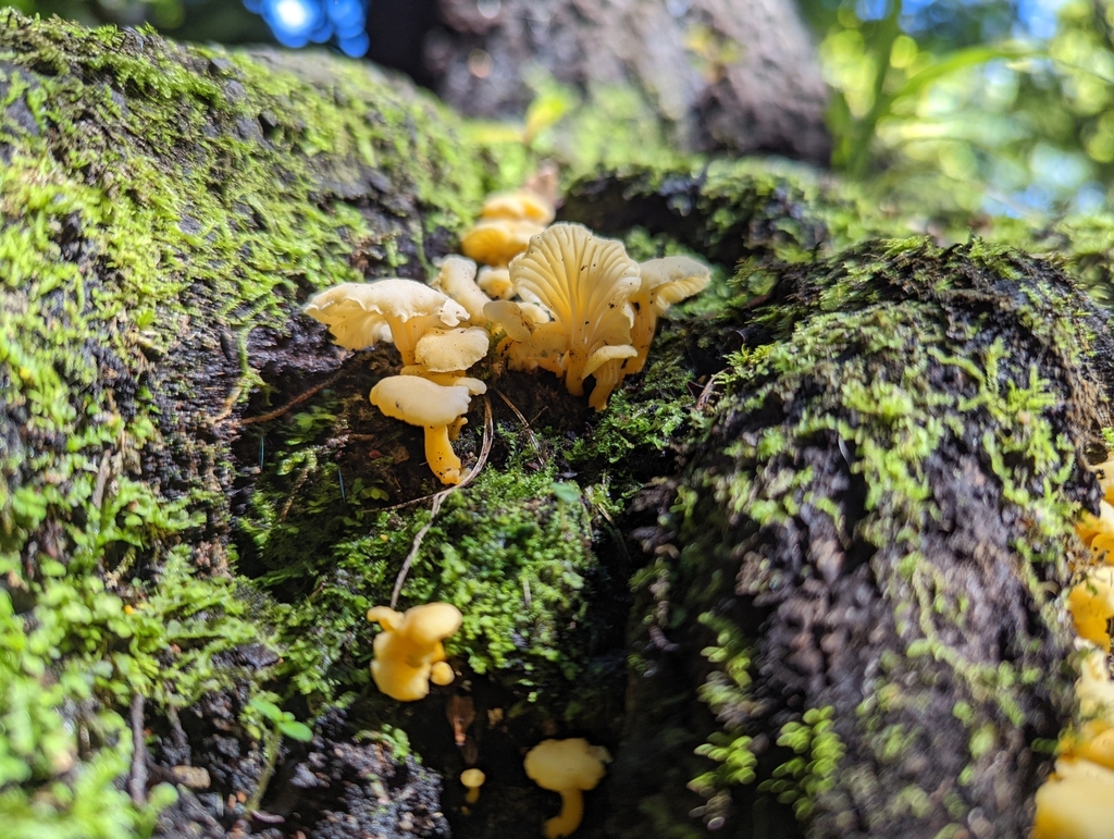 Cantharellus wellingtonensis · March 2025 · photo: © eosthusiast (iNaturalist, cc-by)