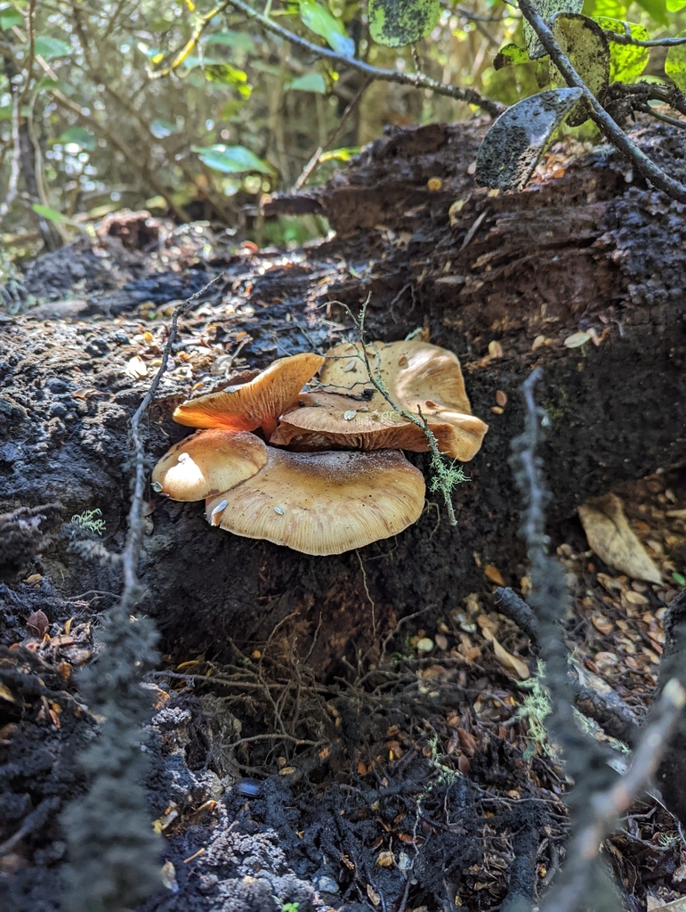 Armillaria novae-zelandiae · March 2025 · photo: © eosthusiast (iNaturalist, cc-by)