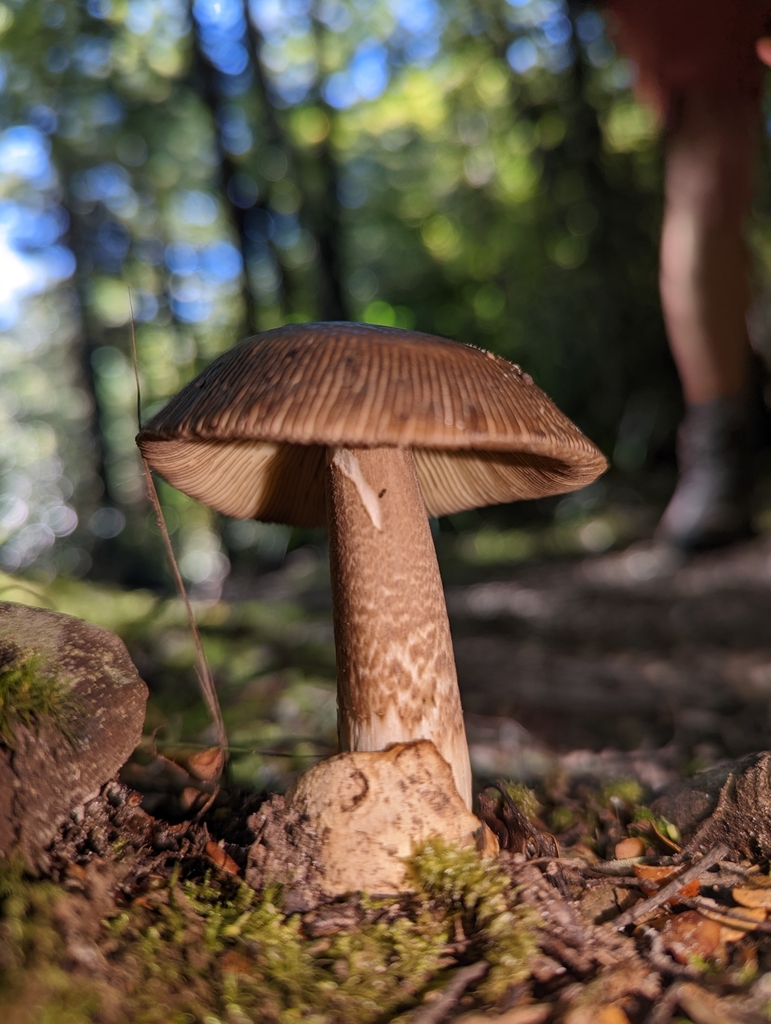 Amanita pekeoides · March 2025 · photo: © eosthusiast (iNaturalist, cc-by)