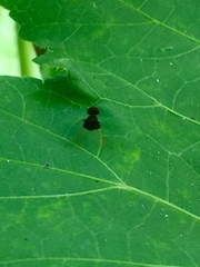 Chrysopilus basilaris