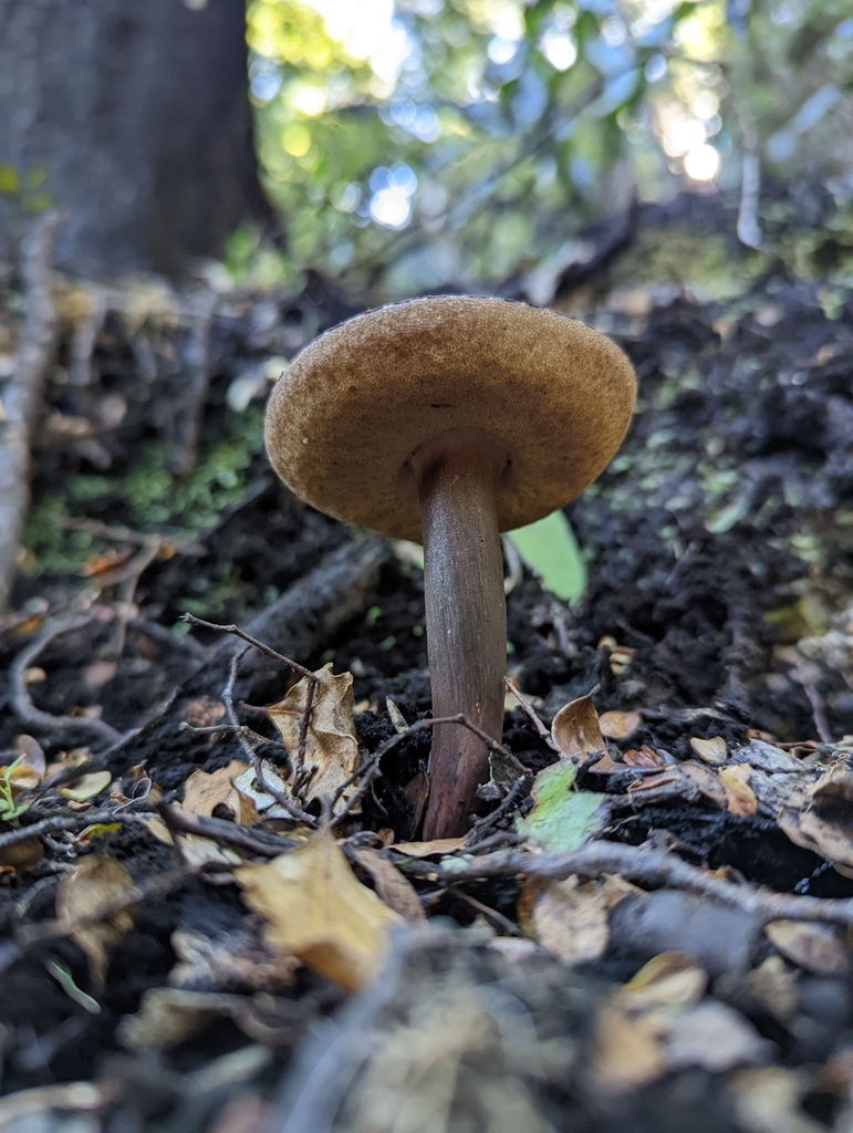Tylopilus brunneus · March 2025 · photo: © eosthusiast (iNaturalist, cc-by)