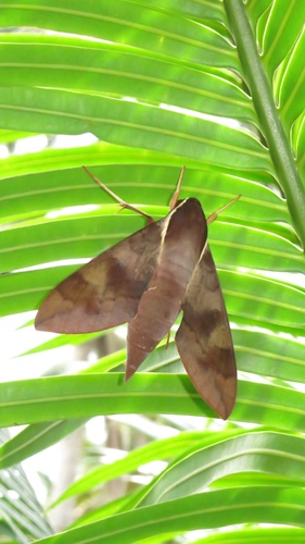 White-brow Hawkmoth