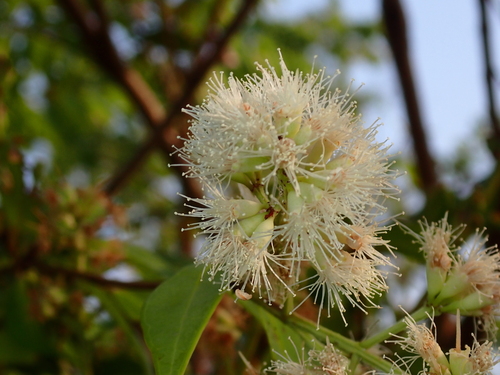 Syzygium antisepticum observed 2025-03-12