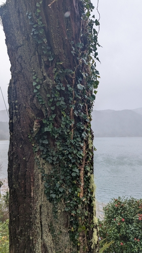 Image of Hedera azorica by no rights reserved