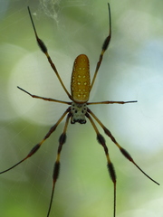 Trichonephila clavipes image