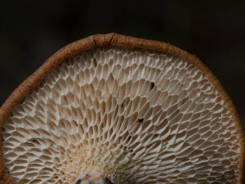 hexagonal-pored polypore