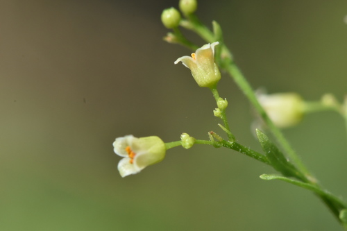 Bursera laxiflora