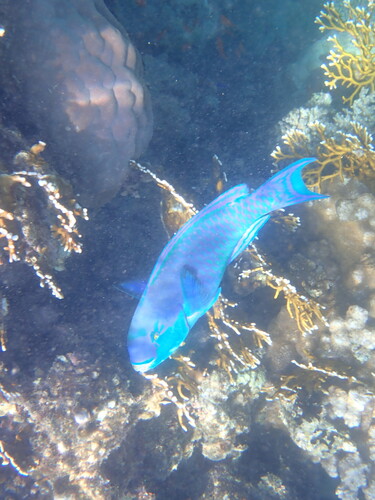 Steephead Parrotfish — seen at this dive site