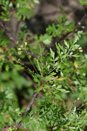 Bursera laxiflora