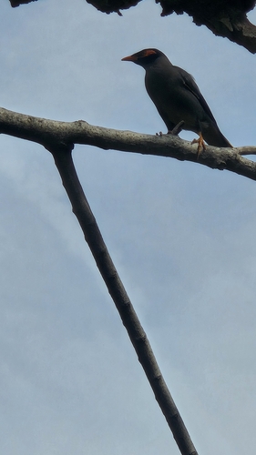 Bank Myna