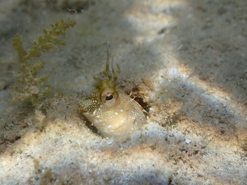 Horned klipfish (Hirculops cornifer) — Blenniidae — 4