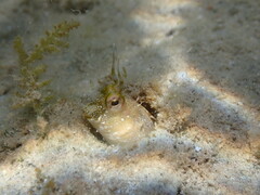 Highbrow Rockskipper photo 2