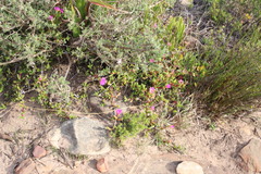 Ruschia promontorii