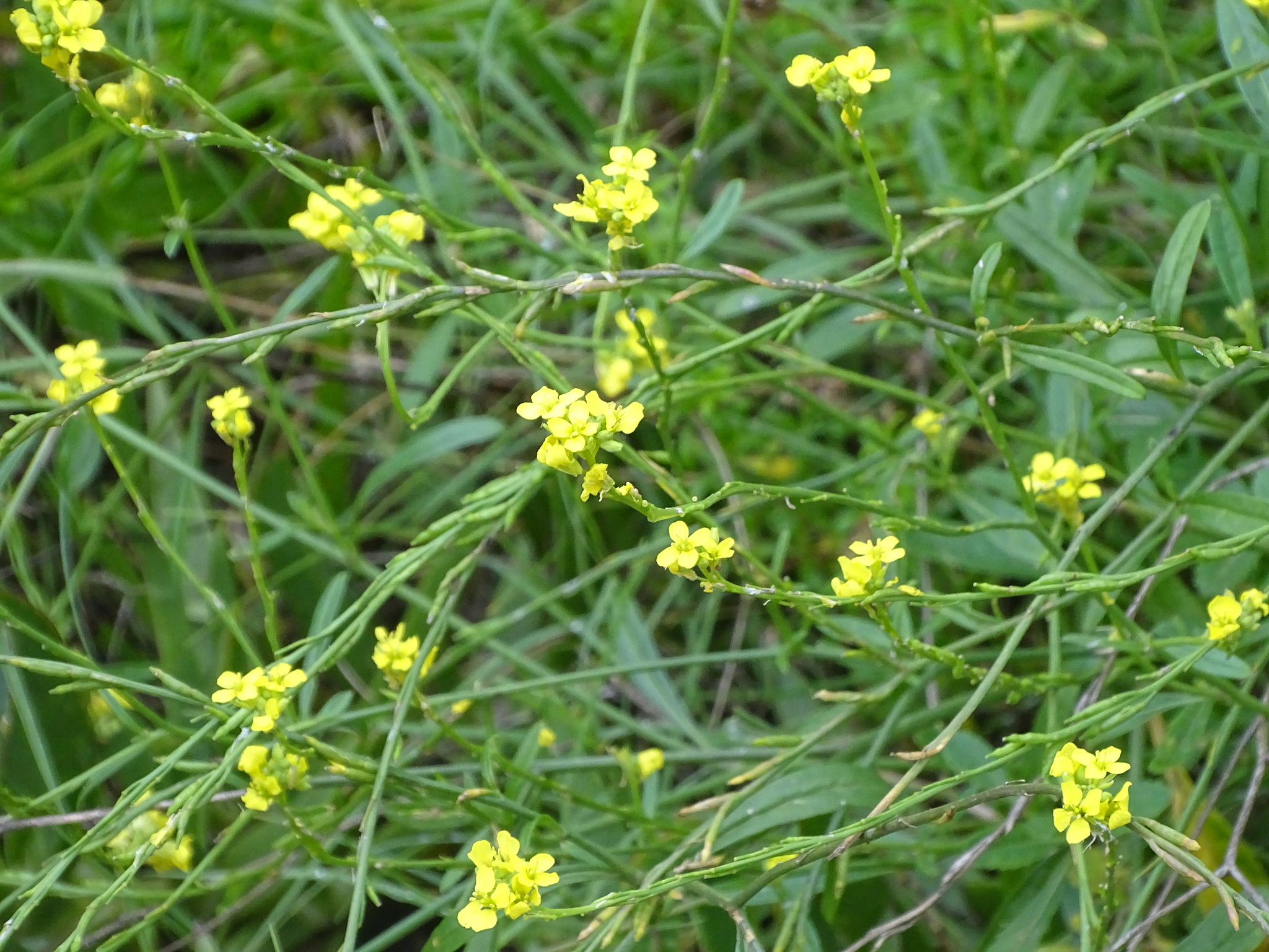 Hirschfeldia incana