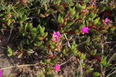 Ruschia promontorii