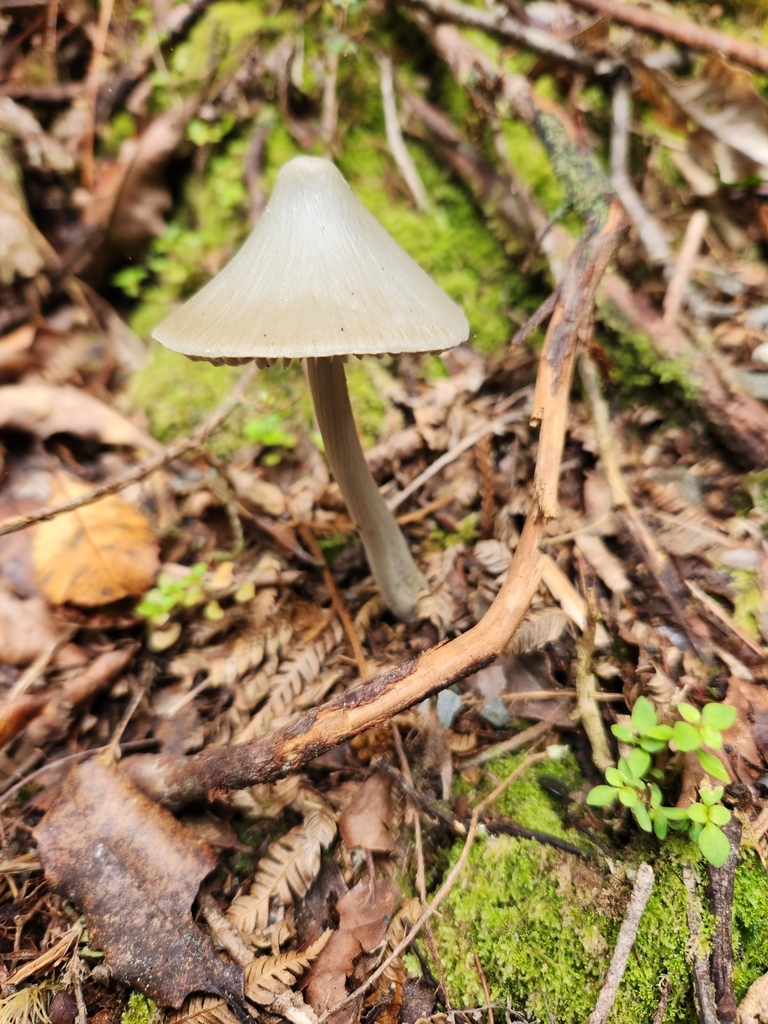 Entoloma hochstetteri · March 2025 · photo: © archie_tarn (iNaturalist, cc-by)