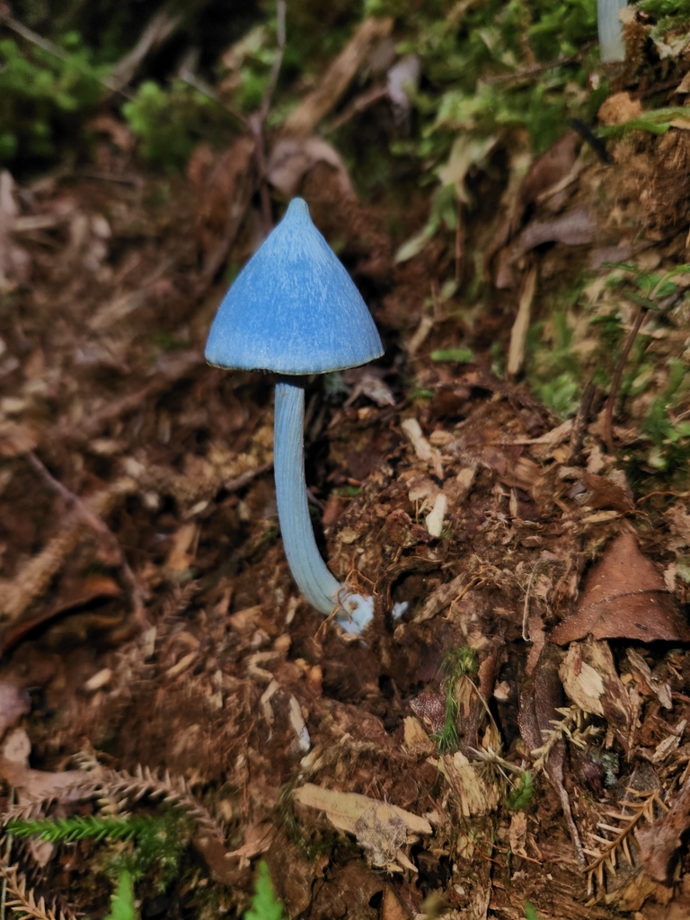 Entoloma hochstetteri · March 2025 · photo: © archie_tarn (iNaturalist, cc-by)