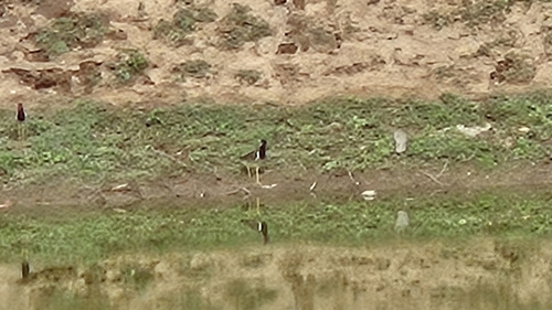 Red-wattled Lapwing