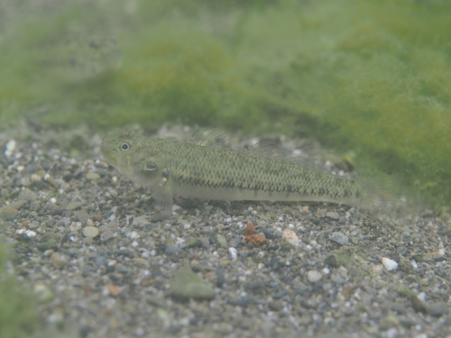 Chin-band goby (Stenogobius genivittatus) — Gobiidae — 4