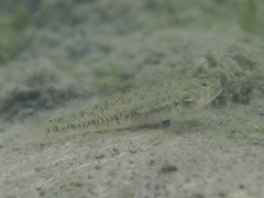Chinstripe Goby photo 1