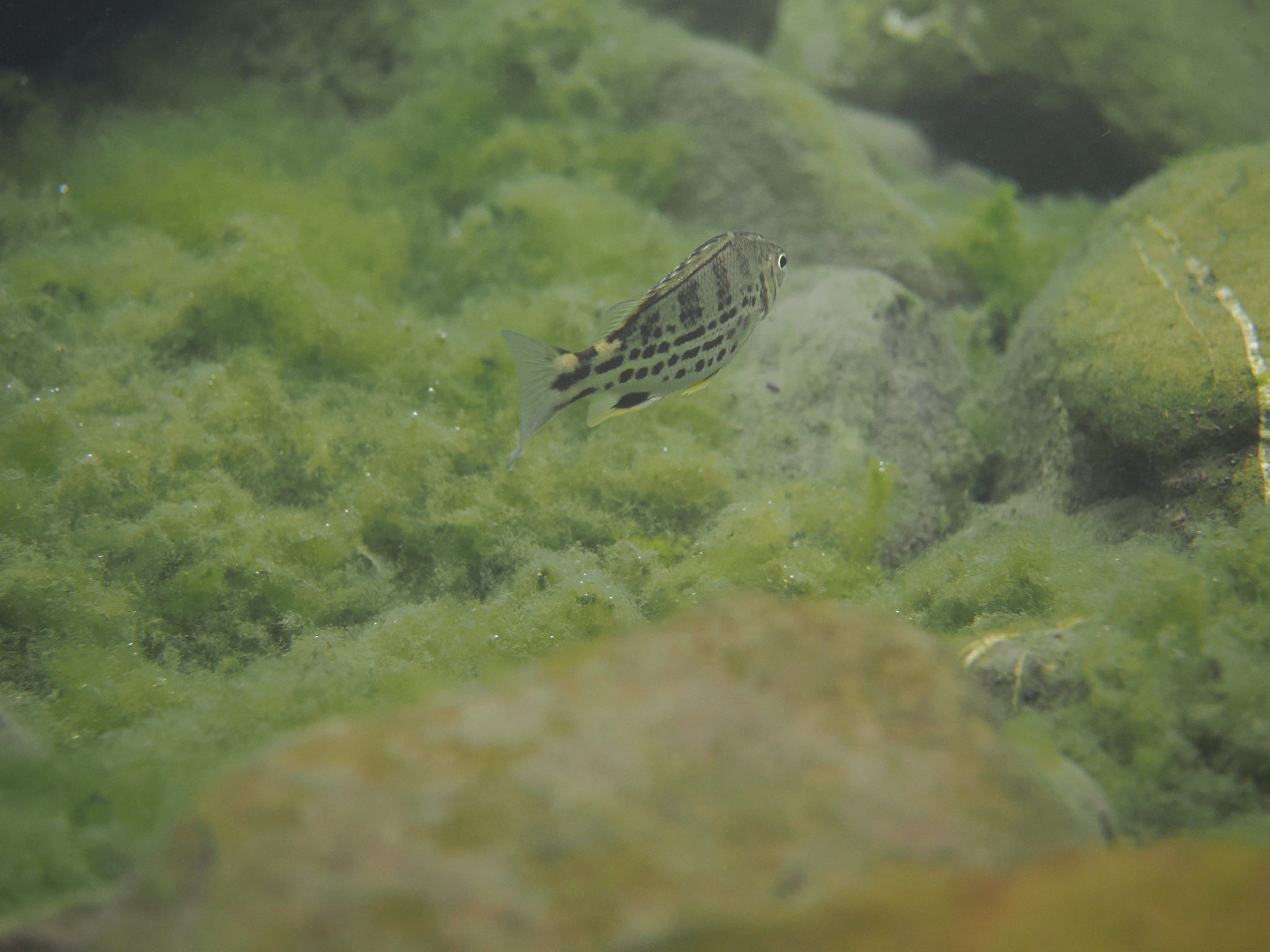 Tapiroid Grunter photo 6