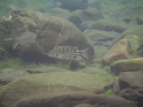 Cross-barred grant (Mesopristes cancellatus) — Terapontidae