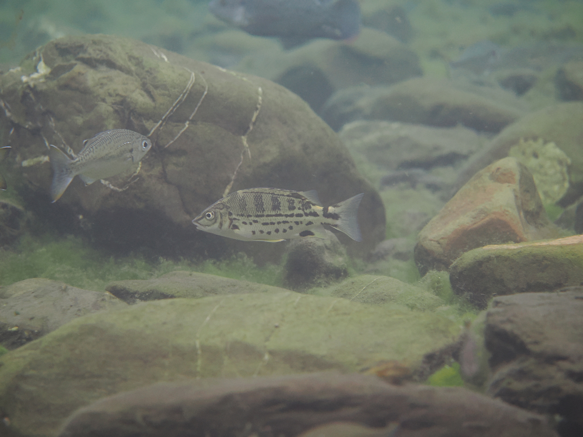 Tapiroid Grunter photo 5