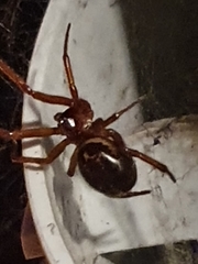 Steatoda nobilis