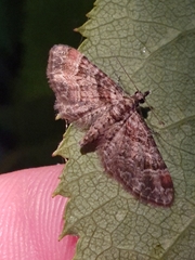 Gymnoscelis rufifasciata