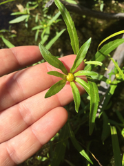 Bidens comosa
