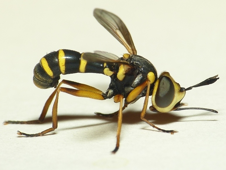 Conops scutellatus