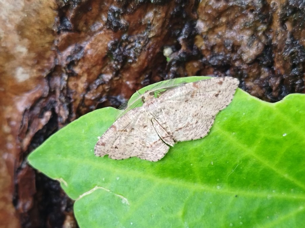 Achrosis lilacina