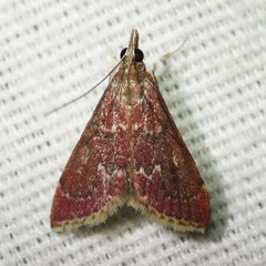 Pyrausta roseivestalis