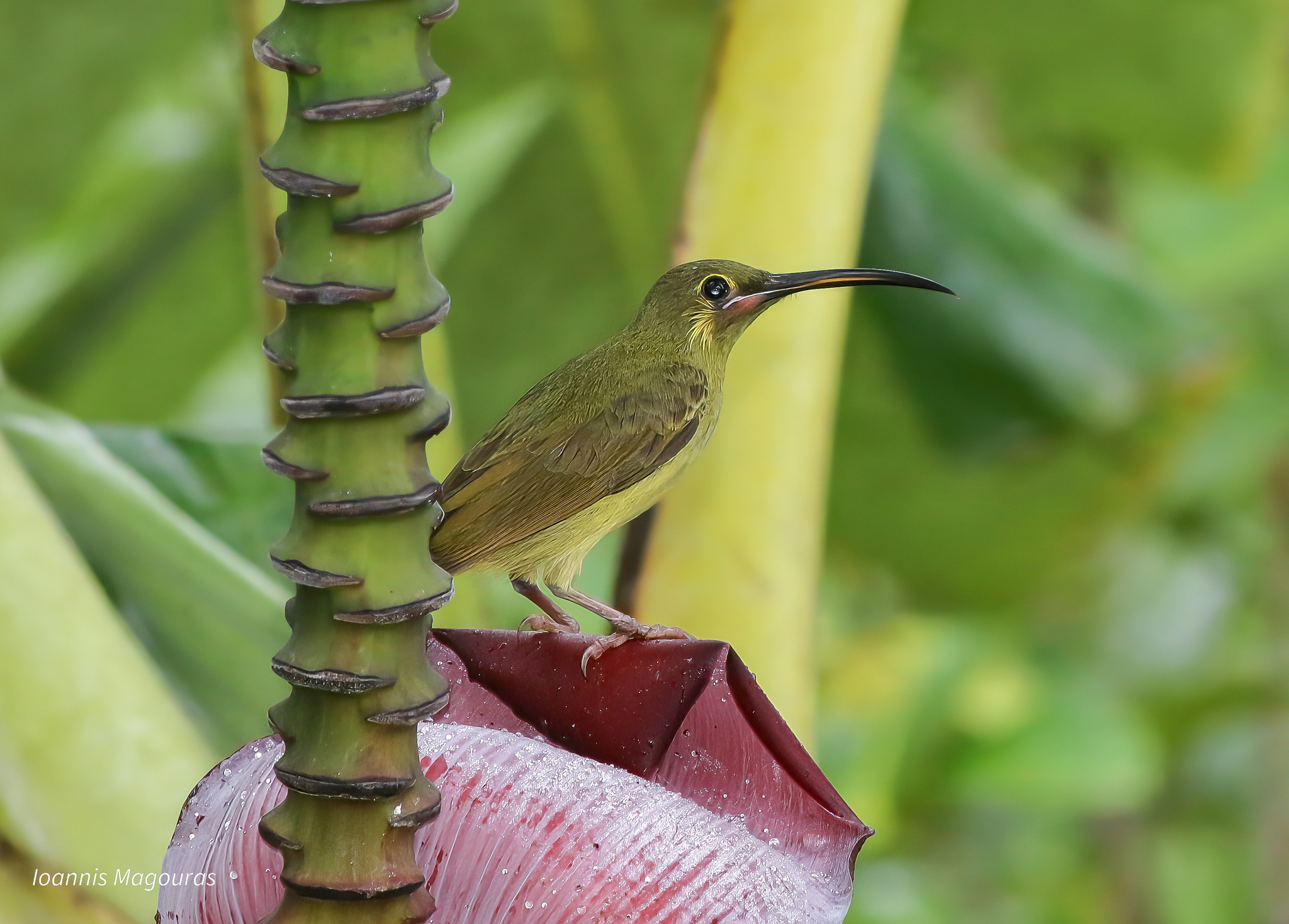 Yellow-eared Spiderhunter illustration