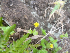 Jaegeria gracilis