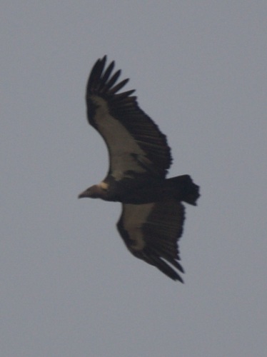 White-rumped Vulture (Gyps bengalensis), photo 3
