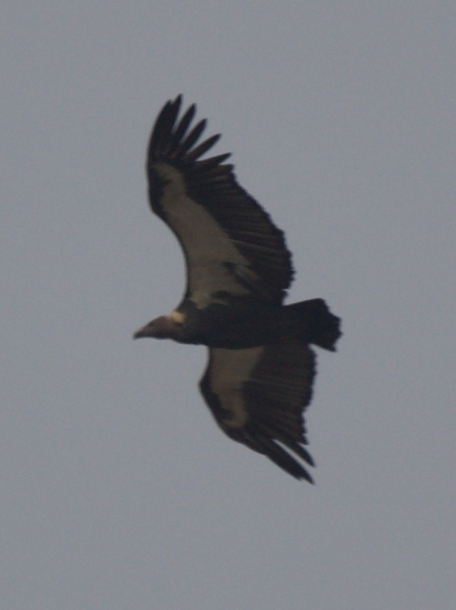 White-rumped Vulture (Gyps bengalensis), photo 6