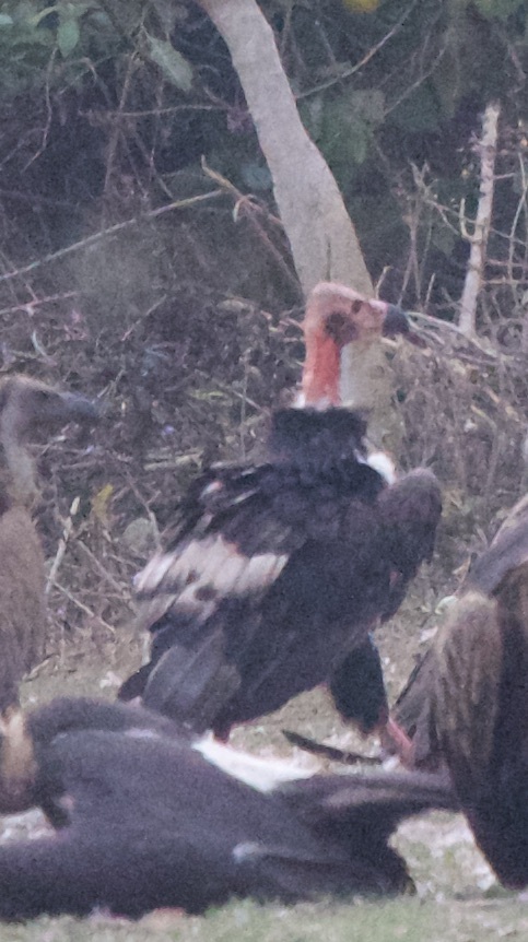 Red-headed Vulture illustration