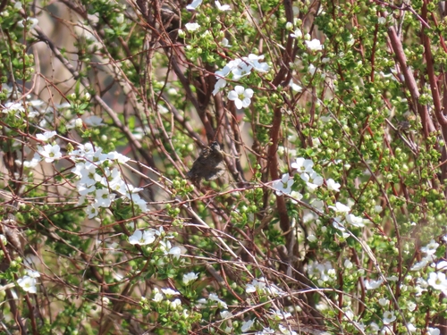 Image of Spiraea thunbergii by (c) mami_t_t, some rights reserved (CC BY)