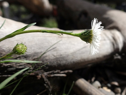 Image of Symphyotrichum vahlii by (c) Wolfgang Jauch, some rights reserved (CC BY)