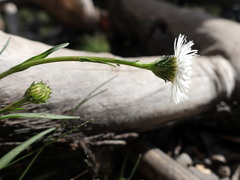 Symphyotrichum vahlii, photograph (c) Wolfgang Jauch, some rights reserved (CC BY)