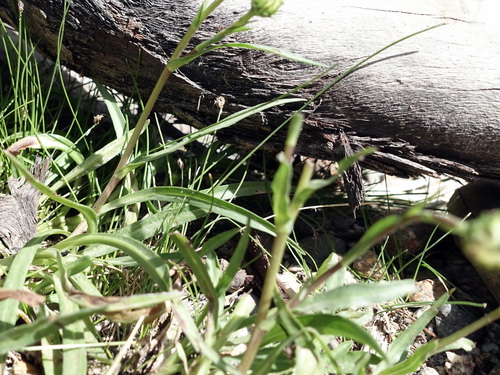Image of Symphyotrichum vahlii by (c) Wolfgang Jauch, some rights reserved (CC BY)