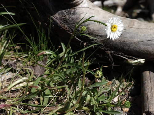 Marsh Daisy (Symphyotrichum vahlii)