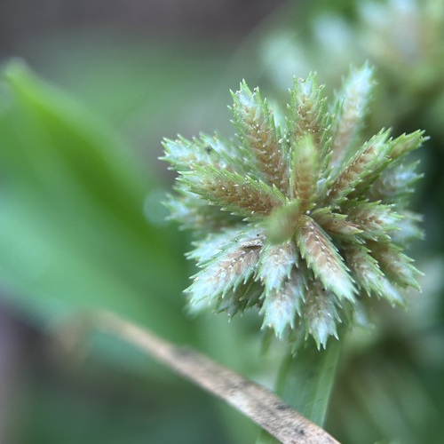 Cyperus pumilus