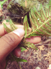 Polystichum californicum × munitum
